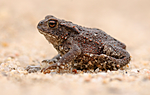 BB 07 0061 / Bufo bufo / Nordpadde